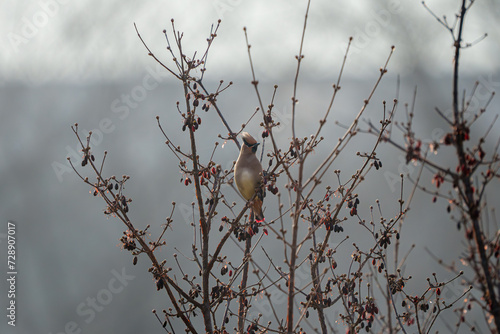 홍여새 japanese waxwing