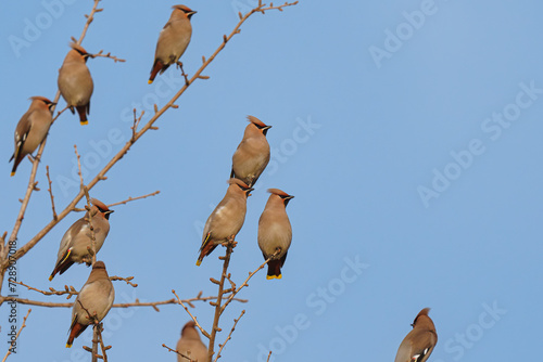 황여새 Bohemian waxwing