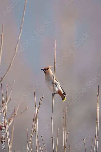 황여새 Bombycilla garrulus