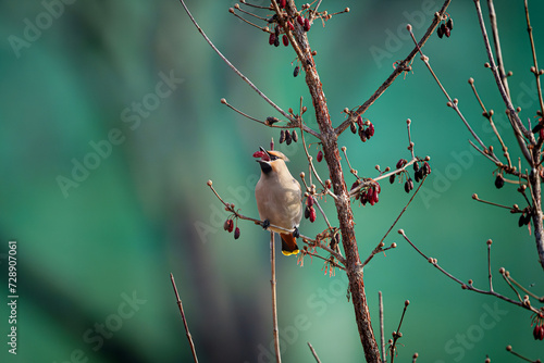황여새 Bombycilla garrulus