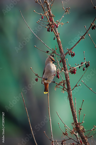 황여새 Bombycilla garrulus