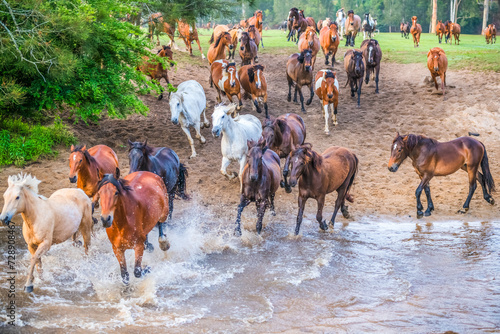 Early Morning Running Of The Horses at Glenworth Valley