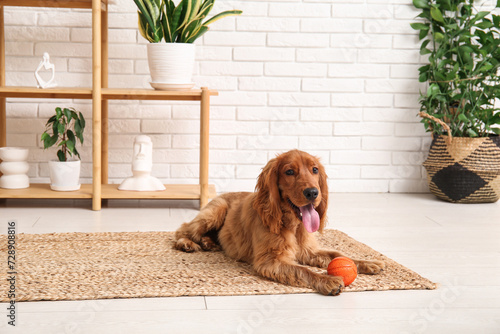 Photography Cute cocker spaniel with ball toy lying at home