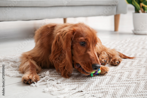 Cute cocker spaniel with pet toy lying on floor at home photo