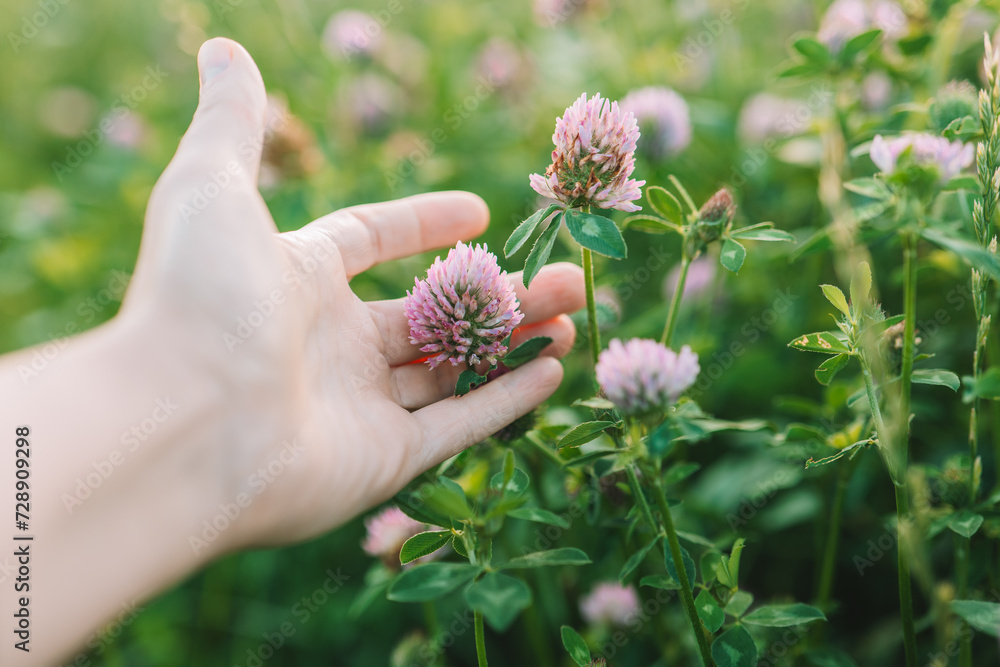 Red clover in a womans hand in a clover field .Womens health flower.Clover extract.Homeopathy and alternative medicine.Useful herbs and flowers.Valuable forage Red clover in a womans hand in a clover field .Womens health flower.Clover extract.Homeopathy and alternative medicine.Useful herbs and flowers.Valuable forage