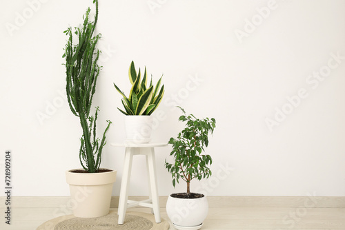 Cacti and houseplant with stool near white wall in room