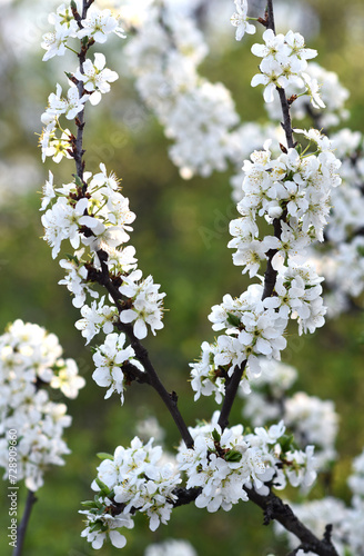 branches of a blossoming plum illuminated by the sun