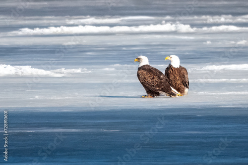 two eagles on icy river water, Mississippi River in Minnesota