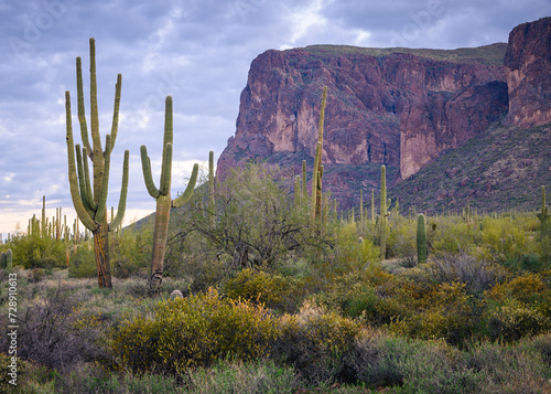 Desert landscape in Arizona