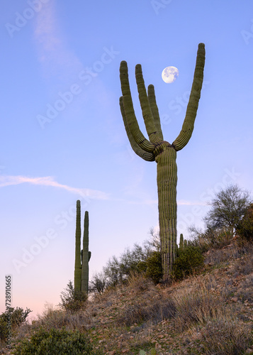 moon an saguaro cactus in desert 