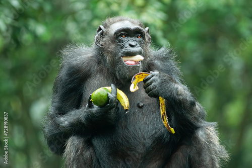 A Chimpanzee or Pan troglodytes photo
