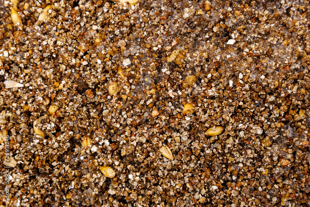 Texture background with selective focus of seedlings in fertile soil. Texture background with selective focus of seedlings in fertile soil.