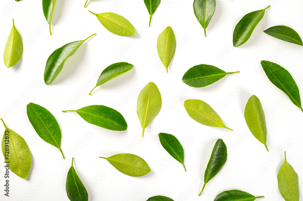 Pattern green leaves background Pattern green leaves background