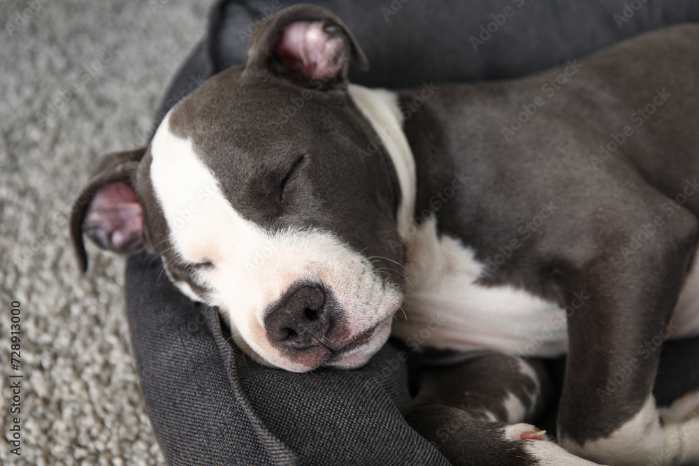 Cute staffordshire terrier puppy sleeping in pet bed at home