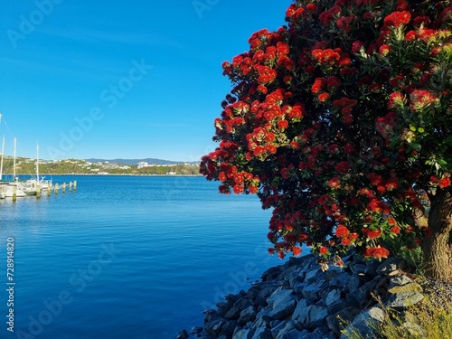 Pohutukawa by the seaside