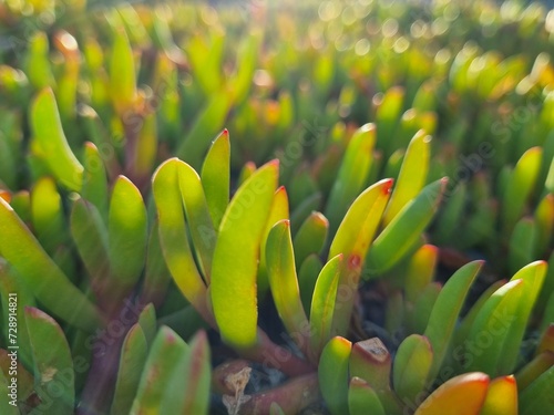 Succulent glowing in the evening sunlight