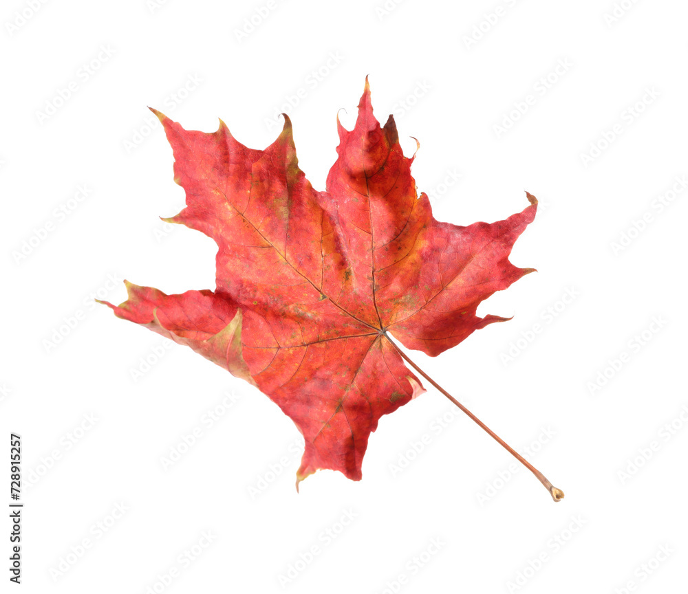 Naklejka premium Autumn season. Maple leaf isolated on white