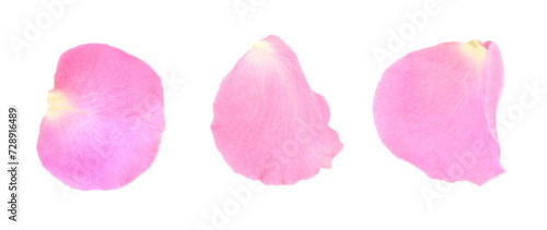 Pink rose petals isolated on white, set