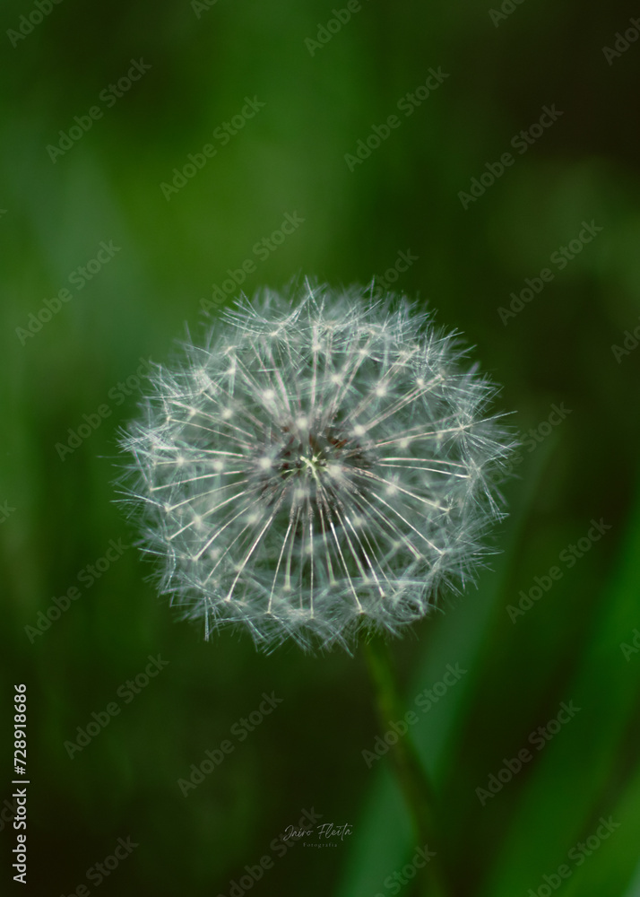 Dandelion