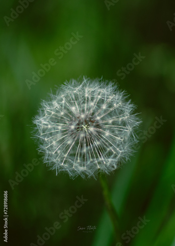 Dandelion