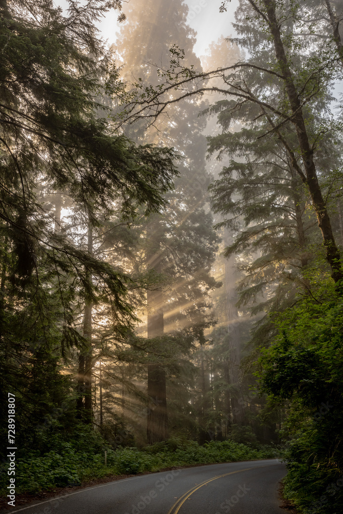 Obraz premium Rays Of Morning Light Filter Through The Fog And Redwood Forest Along Curve In Road
