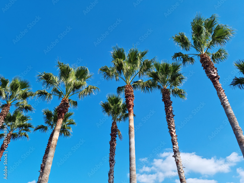 Obraz premium blue sky and palm trees