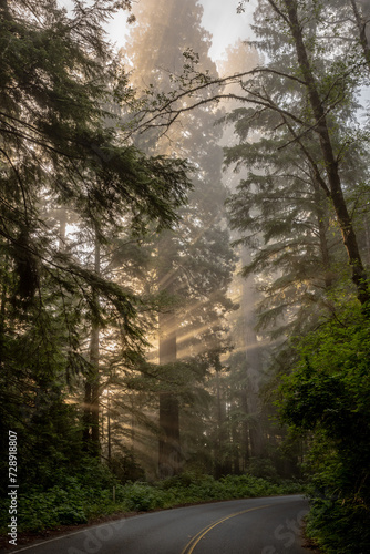 Rays Of Morning Light Filter Through The Fog And Redwood Forest Along Curve In Road