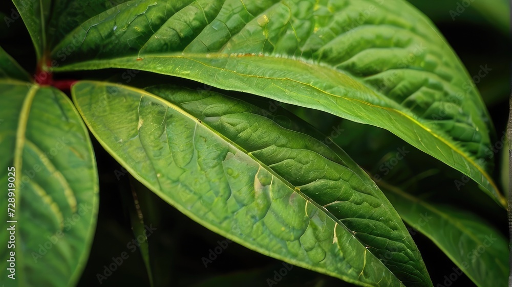 close up of green leaf background close up of green leaf background