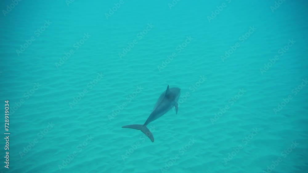 custom made wallpaper toronto digitalDolphin swimming down to seabed - underwater shot