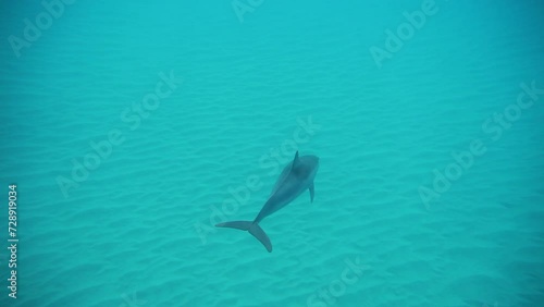 Wallpaper Mural Dolphin swimming down to seabed - underwater shot Torontodigital.ca