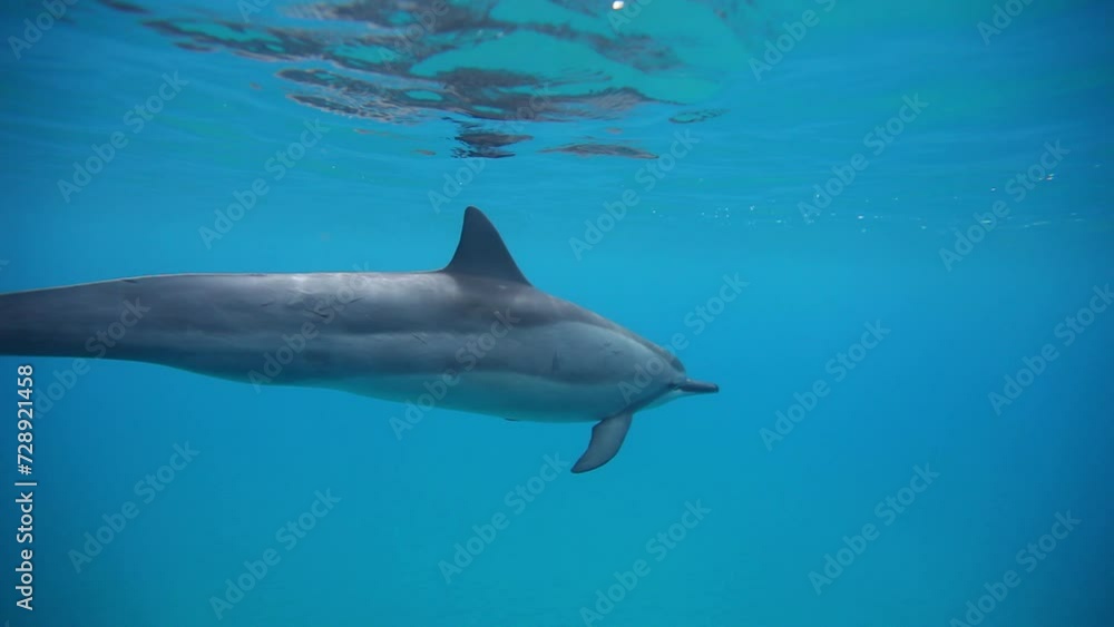 Lone dolphin swimming close to sea's surface Lone dolphin swimming close to sea's surface