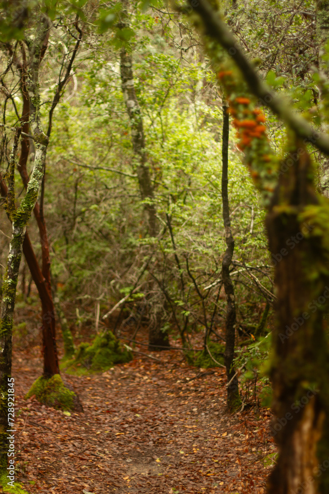 Fototapeta premium Forest Path in Santa Cruz