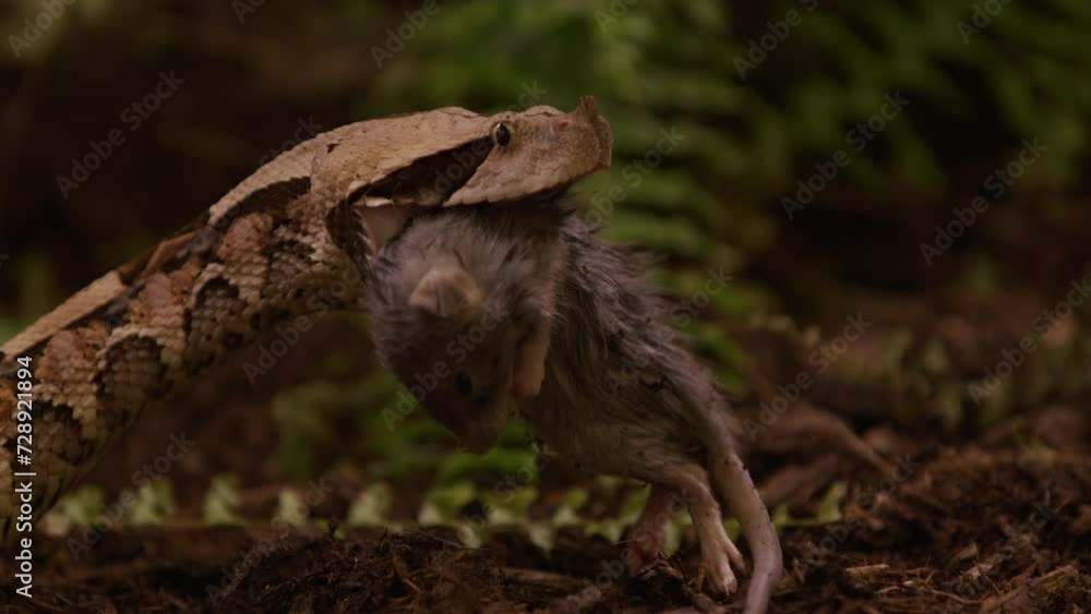 Gaboon Viper snake slowly pushes rat prey down throat - side profile Gaboon Viper snake slowly pushes rat prey down throat - side profile