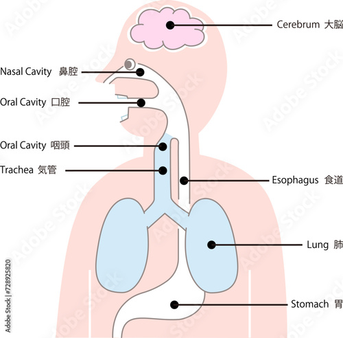 横向きで単純化した上半身人体の内臓 、口、喉、肺、胃のベクターイラスト