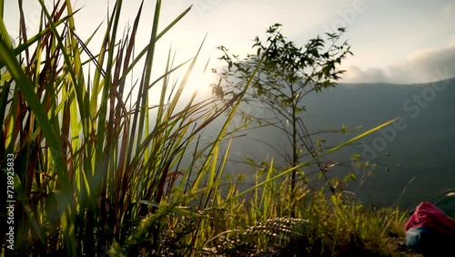 Nature forest green tree magic sunlight beam light in woodland. Beautiful rays of sunlight in tranquil green forest. Sumbeam through ray light outdoors park. Natural Blurred background summer time. photo