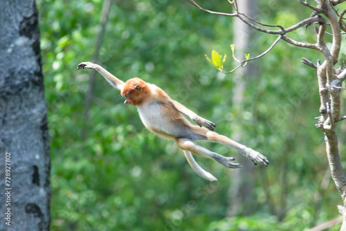 The proboscis monkey (Nasalis larvatus) or long-nosed monkey is a reddish-brown arboreal Old World monkey with an unusually large nose. It is endemic to the southeast Asian island of Borneo. photo