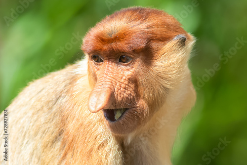 The proboscis monkey (Nasalis larvatus) or long-nosed monkey is a reddish-brown arboreal Old World monkey with an unusually large nose. It is endemic to the southeast Asian island of Borneo.