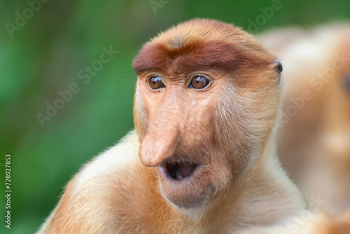 The proboscis monkey (Nasalis larvatus) or long-nosed monkey is a reddish-brown arboreal Old World monkey with an unusually large nose. It is endemic to the southeast Asian island of Borneo. photo