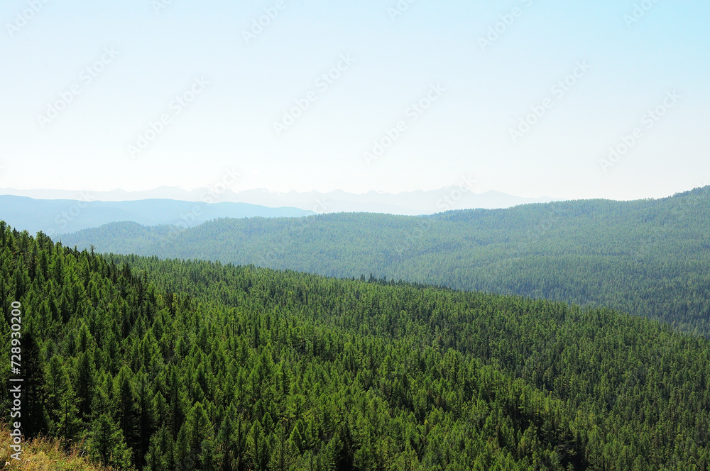 A view from the top of the mountain to a huge coniferous forest on the slopes of high hills on a sunny summer day.