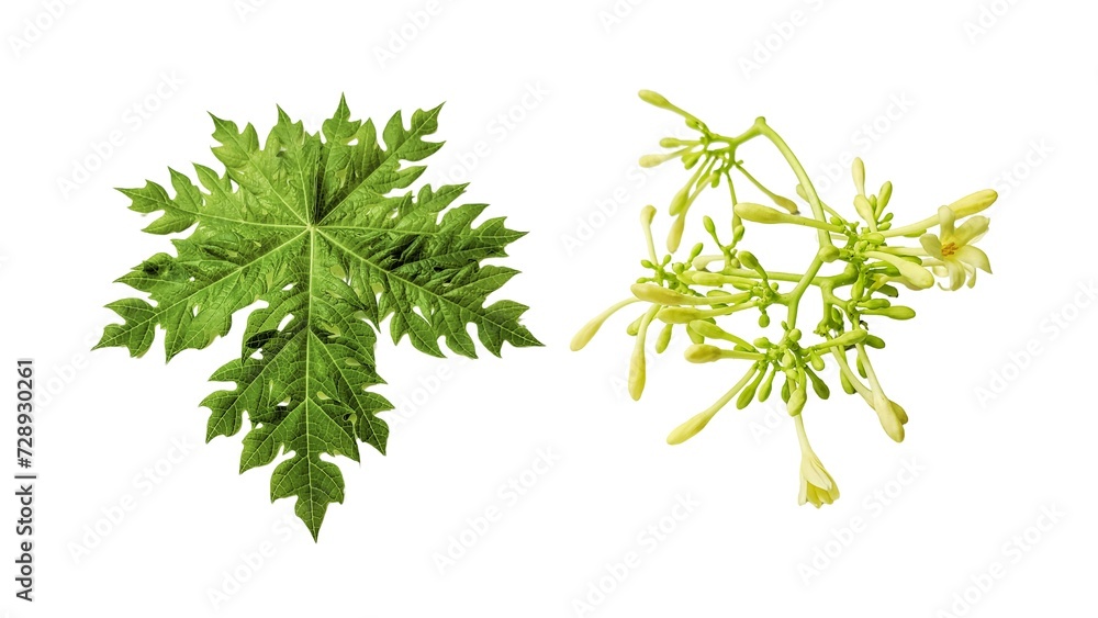 texture and shape of papaya leaves and flowers on an isolated white background texture and shape of papaya leaves and flowers on an isolated white background