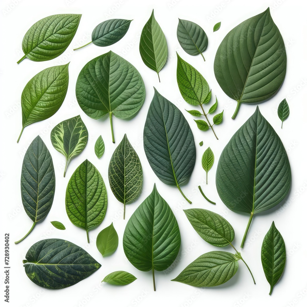Fototapeta premium leaves isolated on a white background