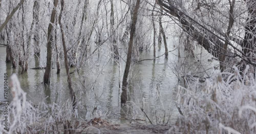 Ducks On Danube River Through Snowy Forest In Galati, Romania During Winter. static shot Ducks On Danube River Through Snowy Forest In Galati, Romania During Winter. static shot