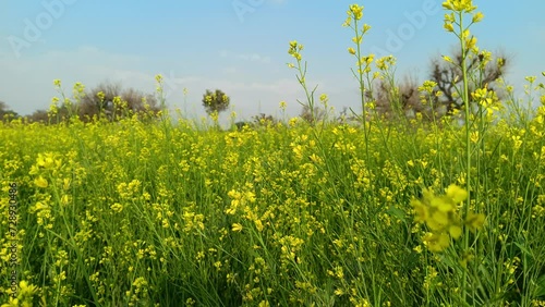  Beautiful Yellow Flowers Waving In Field