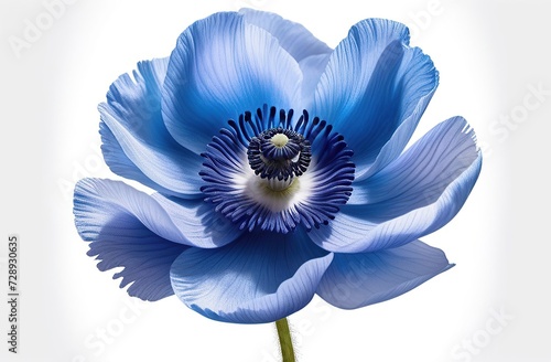 Realistic hand drawn anemone garden flower. Blue anemone on a white background. Watercolor illustration