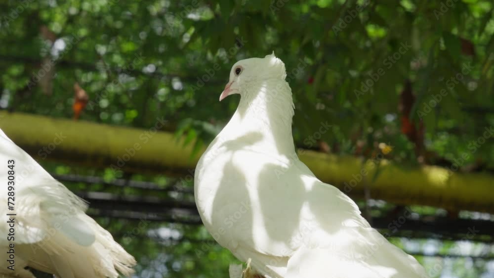 White Fantail pigeon perched in natural setting with greenery in the background, shallow depth of field White Fantail pigeon perched in natural setting with greenery in the background, shallow depth of field
