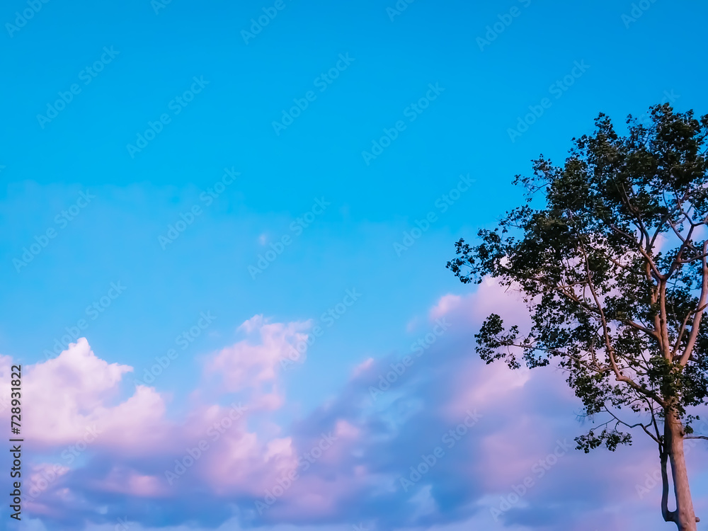 Obraz premium tree and sky