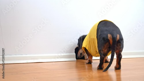 Little canine running around apartment notices hole in wall and sniffs cautiously to see inside. Pooch dressed in clothes walks around apartment photo