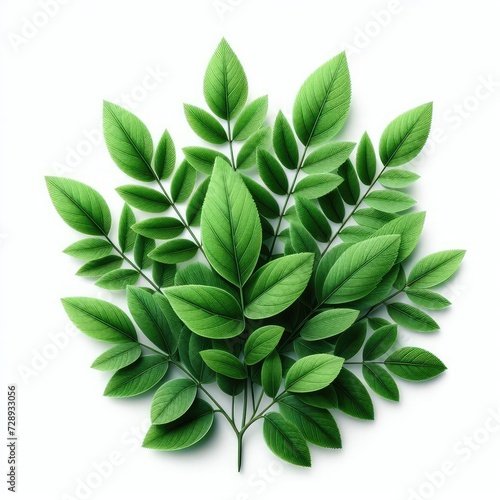 leaves isolated on a white background