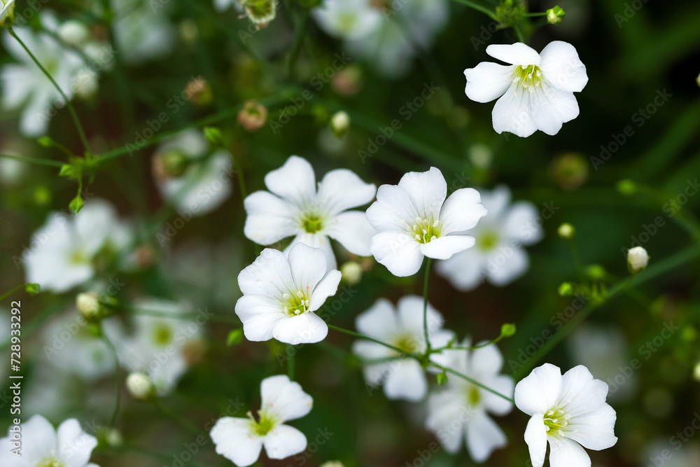 Tiny little white flowers of garden gypsophila with leaves. Tiny little white flowers of garden gypsophila with leaves.