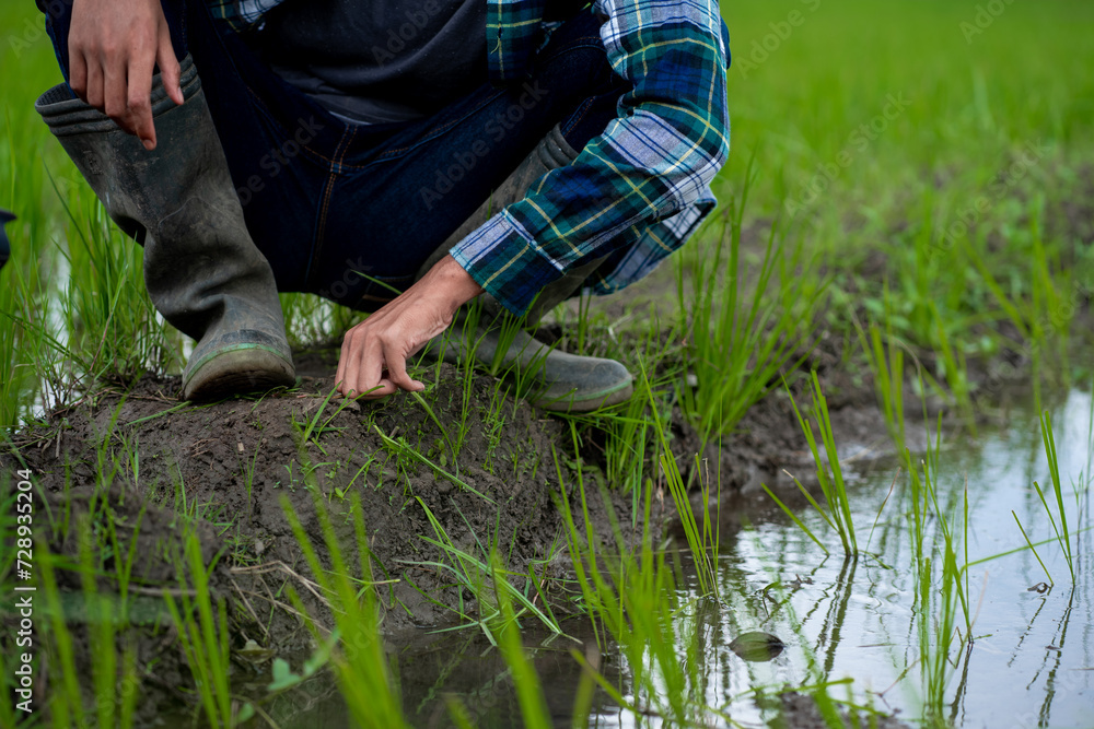 young asian male farmer clearing his rice field of weeds, young farmer. young asian male farmer clearing his rice field of weeds, young farmer.